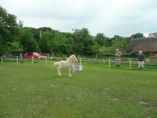Óðinn (he's going to something realy special) action in trot is huge for a 5 week old foal!