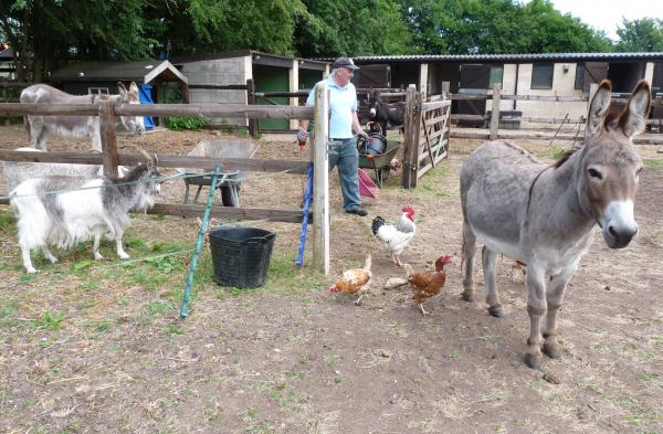 A couple of the new hens mingling with the other animals.