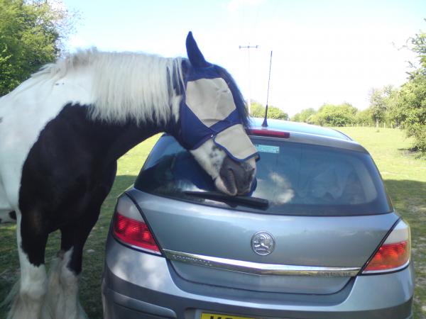 Absolutely no respect for the car at all, after this photo was taken she moved round to the drivers side and spent a few minutes entertaining herself blowing on the glass then putting her nose through the condensation...