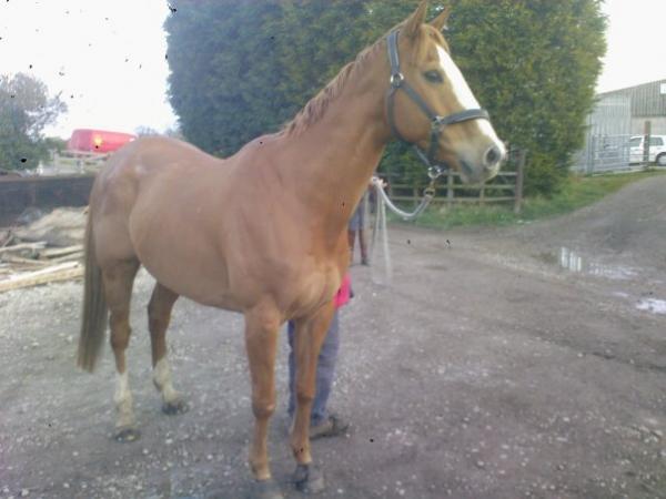 Apr 10th 2008
Staring at a monster in the hedge!
I think he's put some weight on actually.