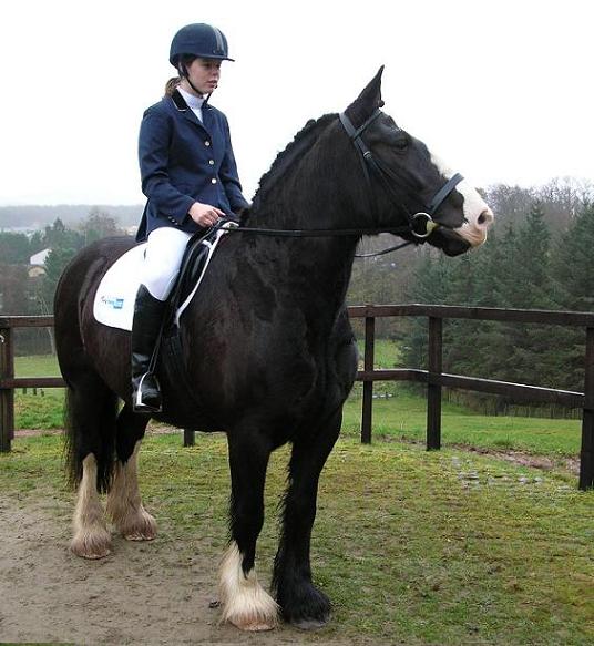 Are those cows coming to do dressage too?