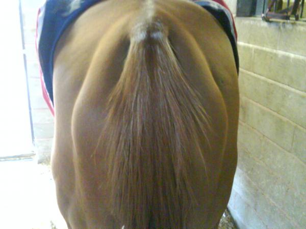 auburn tail