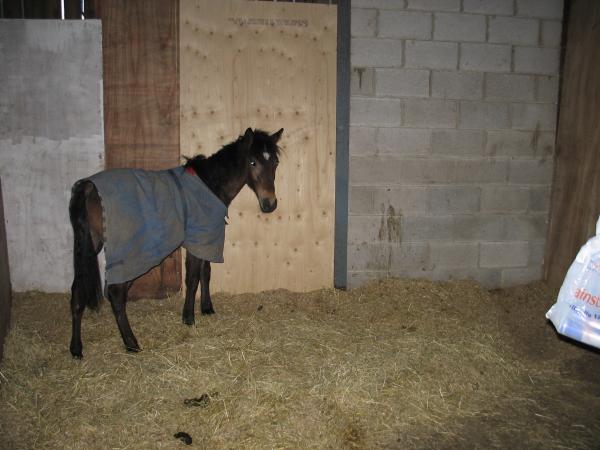 Baby Bart the NF think that was 2005 - he is rising 4 now & a jabba!