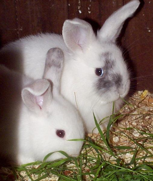 baby rabbits3