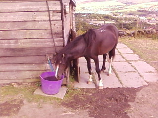 Bailey 3