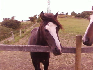 Bailey 4/7/2010