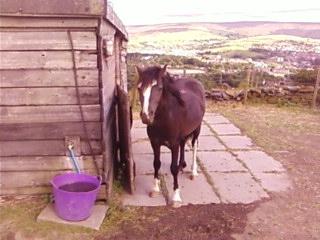 Bailey 4
