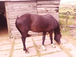 Bailey 5/10/2010
