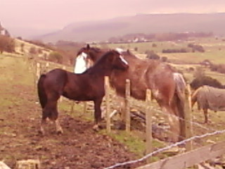 Bailey and friend