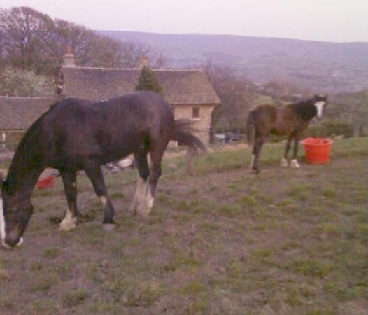 Bailey & Shadow
18/04/09