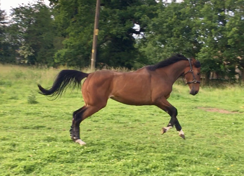 Bella aka Chandos Belle