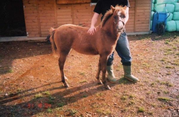 Belle Foal 2004 1