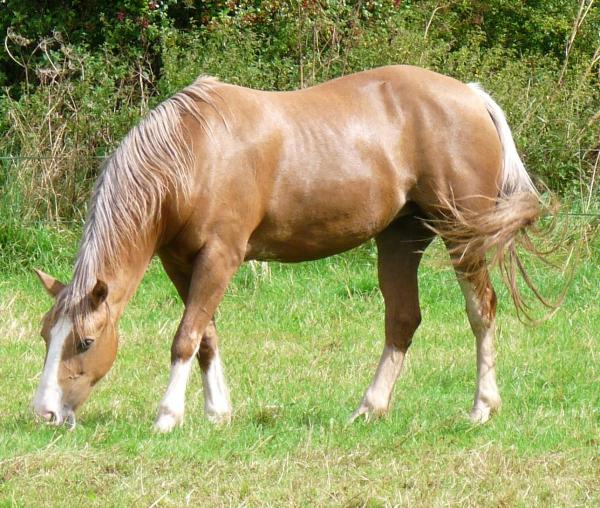 Beth grazing