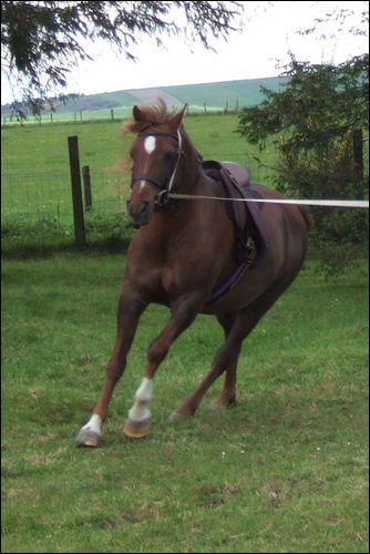 better canter on lunge