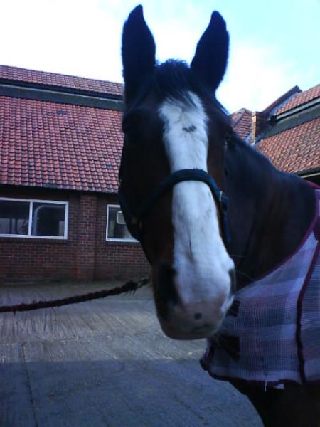 Bruno (Shire x)