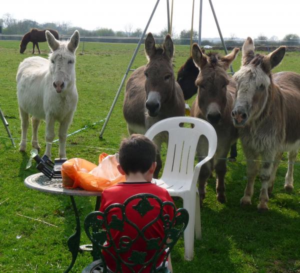 Can we have a sandwich too........ As soon as the donkeys hear the rustling of a bag, they all gather round hoping for a crust or a biscuit.