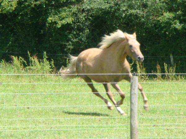 Cantering in her paddock...