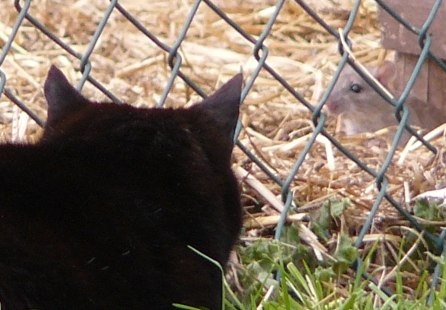 cat and rat