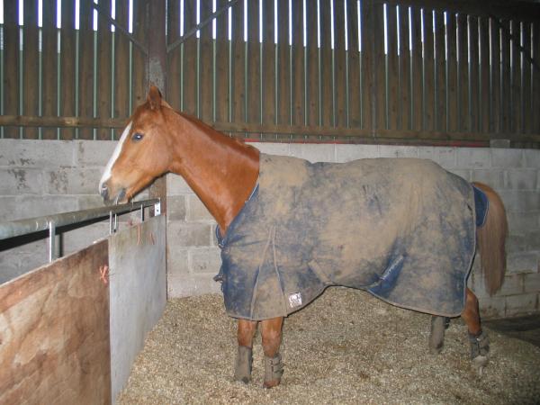 Caught taking a pee - he wasn't impressed!
2004