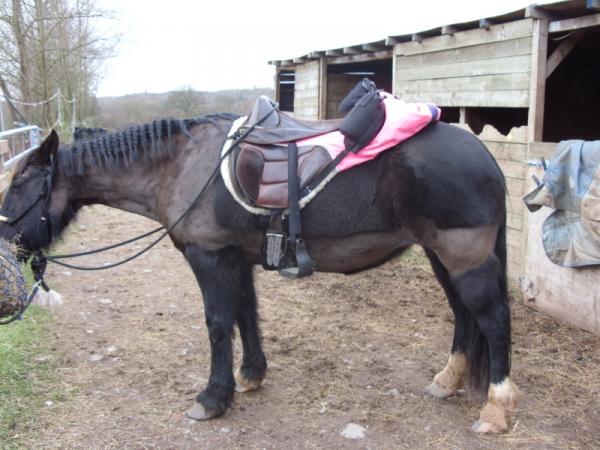 Ceryn in Exmoor Treefree Saddle