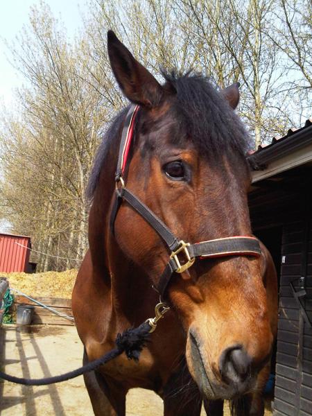charlie aka mr handsome