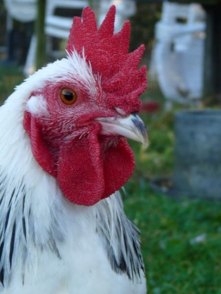 Chirpy Chick