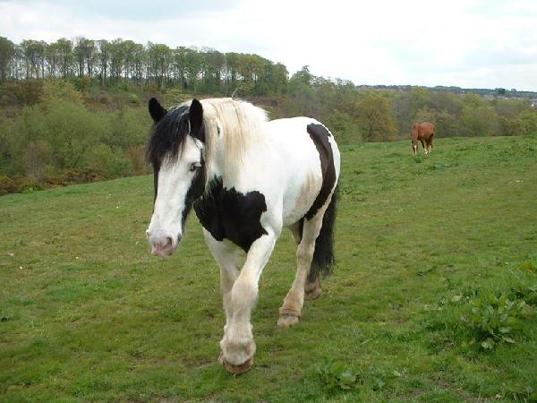 clop2