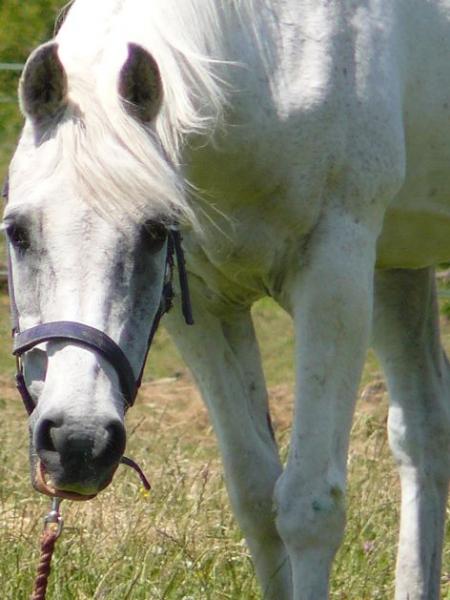 Dear old Merlin., with us until June 21st 2009 aged 32. and part of our family for almost 31 years. Sadly missed.