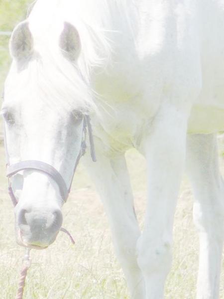 Dear old Merlin., with us until June 21st 2009 aged 32. and with us for almost 31 years. Sadly missed.