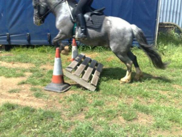 denby jumping at home
