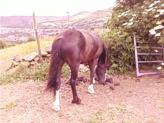Dirty pony (roll eyes!)