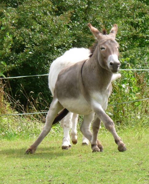 Dylan thinks he might qualify for the next strictly come dancing series.
