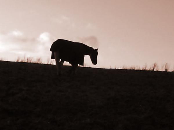 Field