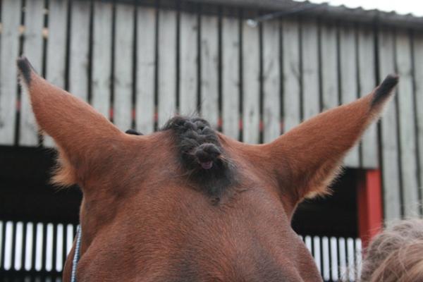 first french plait EVER - quite proud!!! =D