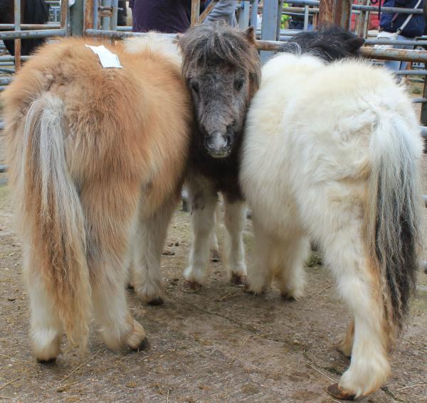 Foals at Henley in Arden auction on saturday