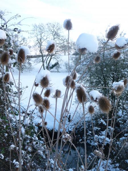 From pretty snowy scenes ........
