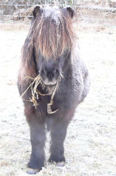 Frosty Bertie