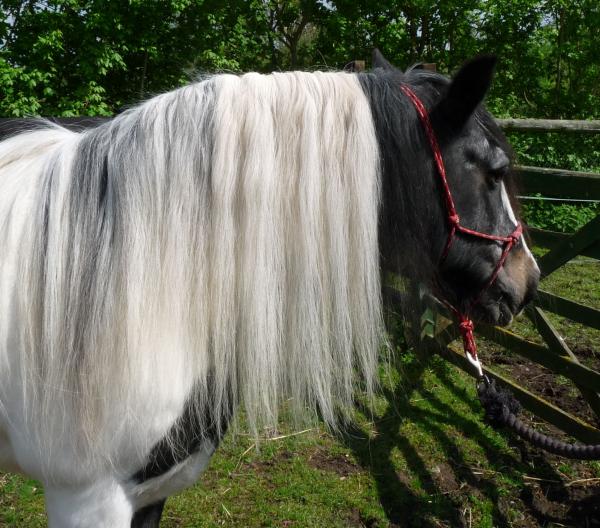 Gem and her lovely long mane