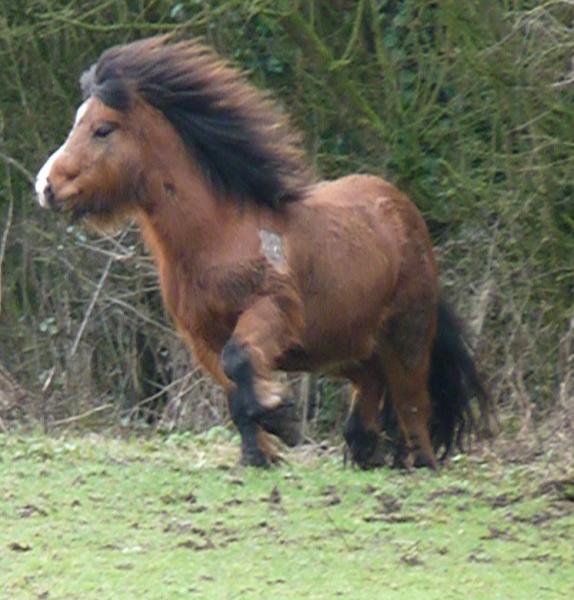 Go Bramble