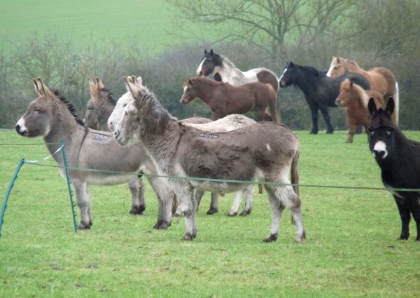 Great excitement. The donkeys trashed their electric fence and spent the morning with the ponies.