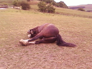 Having a roll