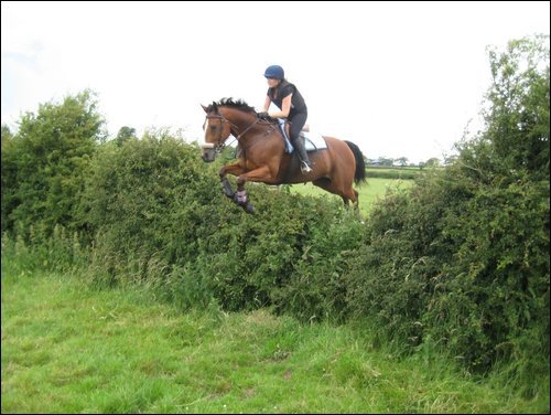 hedge