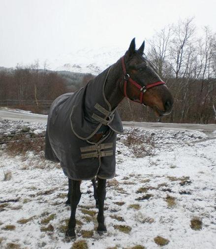Hey, what are those horses doing with great big horns on their head? Deer you say?