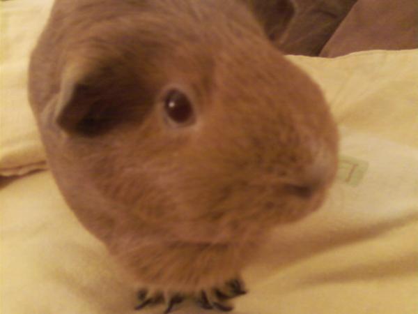 "Hi, I'm Treacle!"