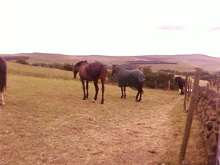 His field mates