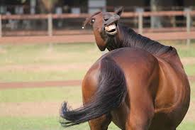 horse fin