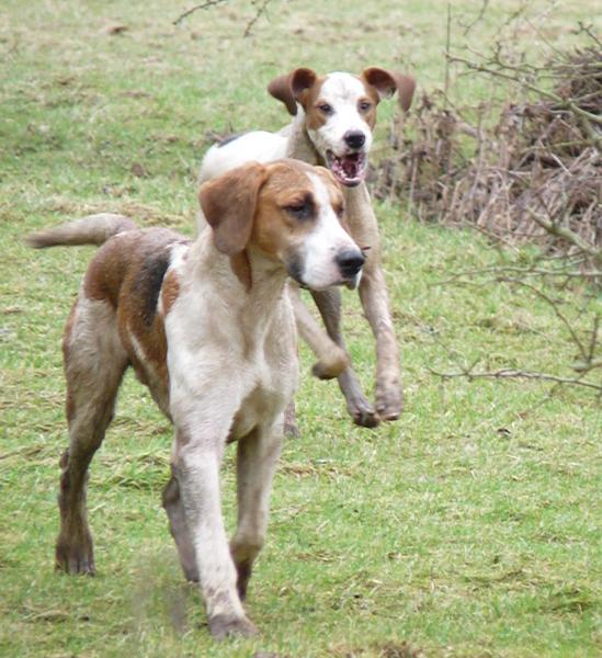 hunt hounds