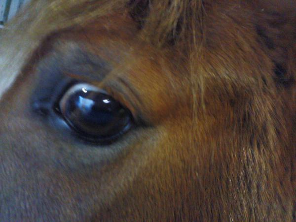 I SEE FOOD