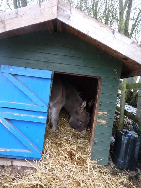 I shut the donkeys gate so I could muck out the stables yesterday. They weren't impressed and Timmy squeezed into the goat house instead. He stayed in there for nearly an hour.