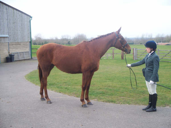ILPH Inca with her Groom Adele